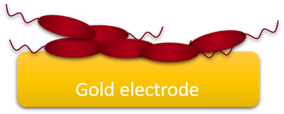 Gold electrode