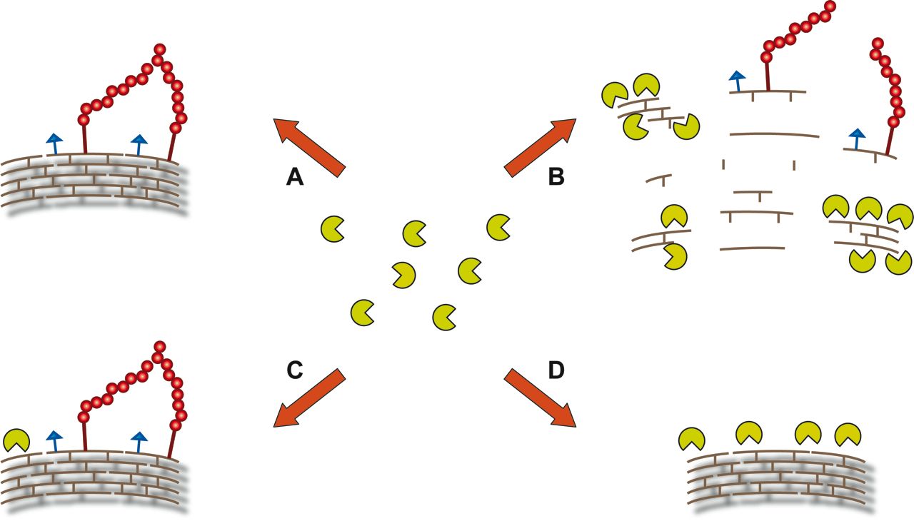 different bacteria