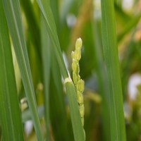 A new light in rice flowering