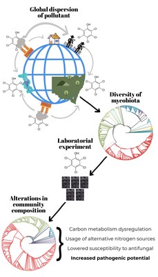 Schematic overview of the strategy used to conduct the study, and brief snapshot of the obtained results.