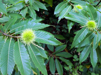 Plant health and the fight against chestnut blight