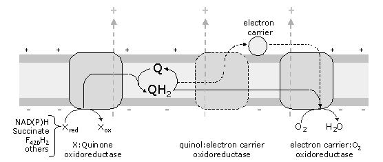 respiratory chain.png