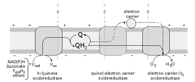 respiratory chain.png