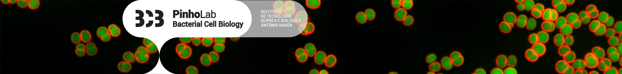 2_header_logo_bcb.jpg