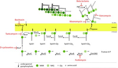 PG biosynthesis website