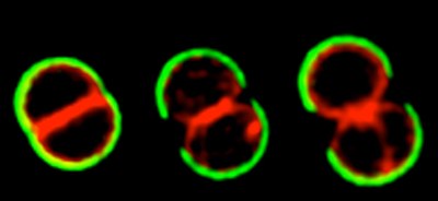Staph cell cycle WEB