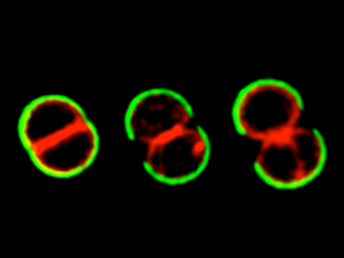 staph dividing WEB