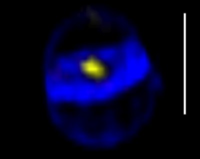 Research Highlights Fig 1