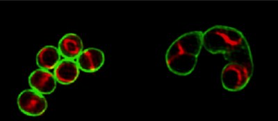 Research Highlights Fig 2