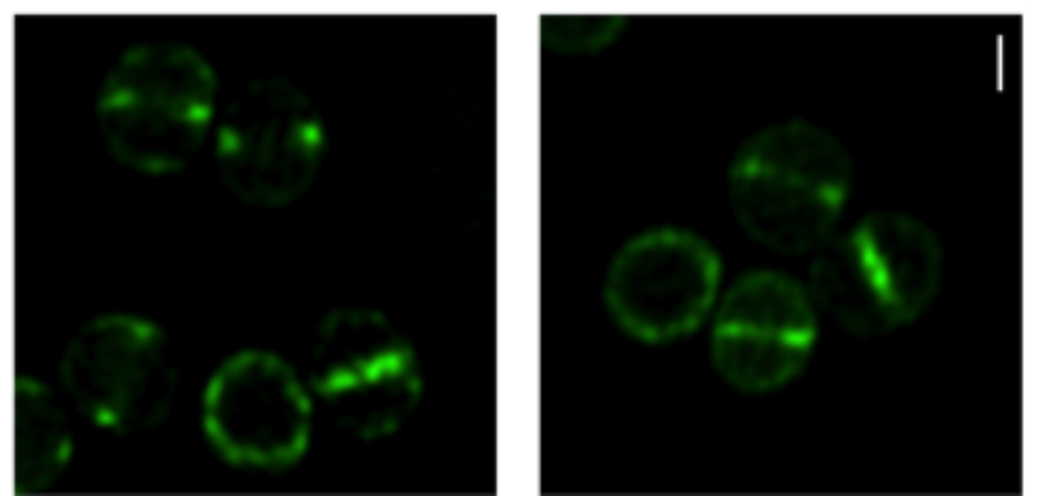 Research HIghlights Fig 3