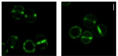 Research HIghlights Fig 3