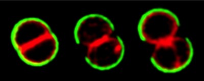 Research highlights Fig 4