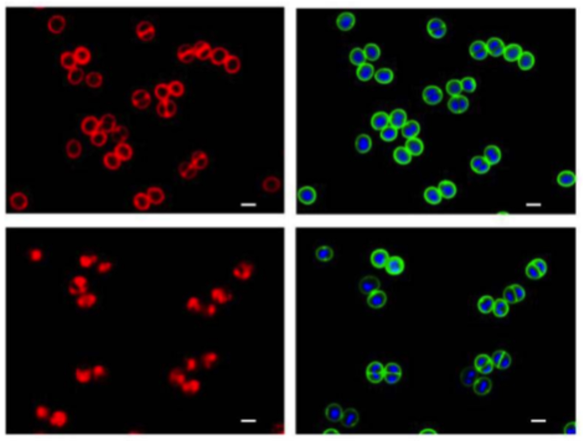 Research Highlights Fig 6