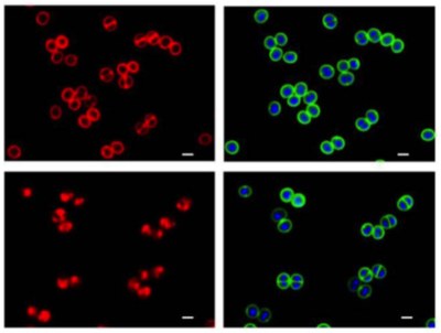 Research Highlights Fig 6