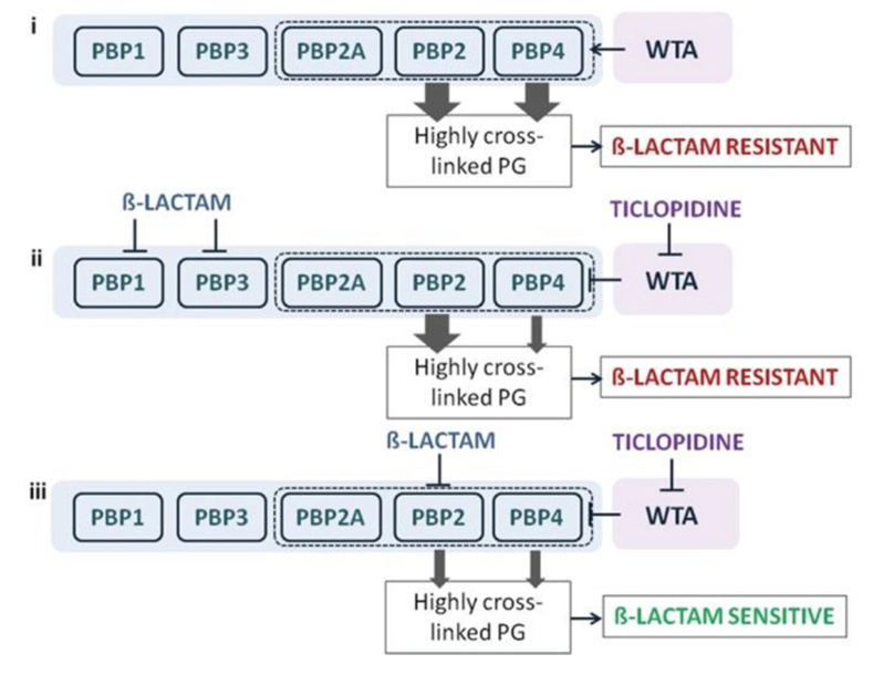 Research Highlights Fig 8