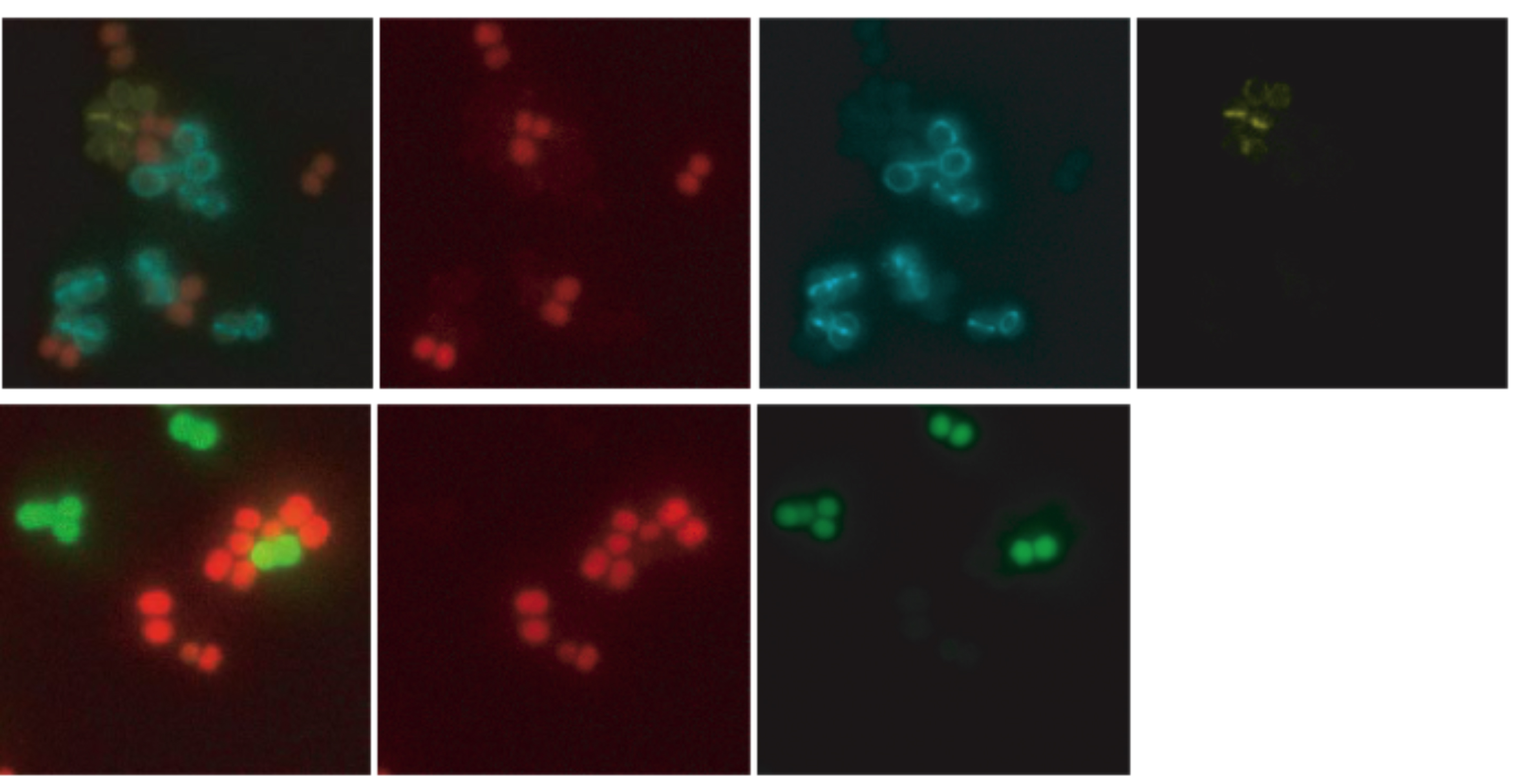 Reserch Highlights Fig 12