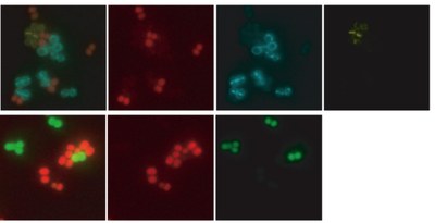 Reserch Highlights Fig 12