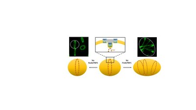 Reserch Highlights Fig 15 SEDS