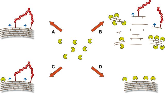Cell_wall_website3.jpg