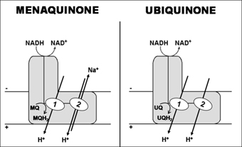 cpI-fig2