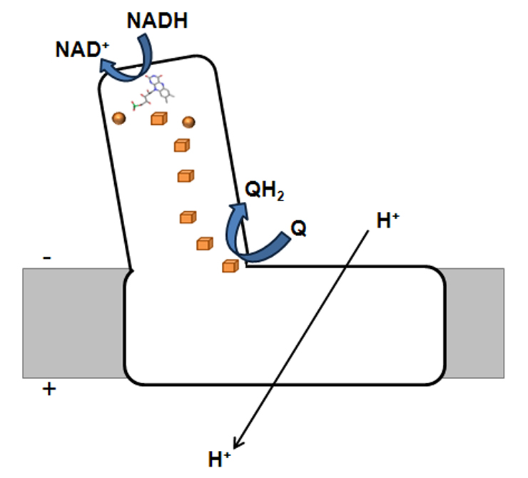 cpI-fig1