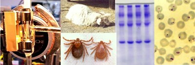 Biomolecular_Diagnostic_01