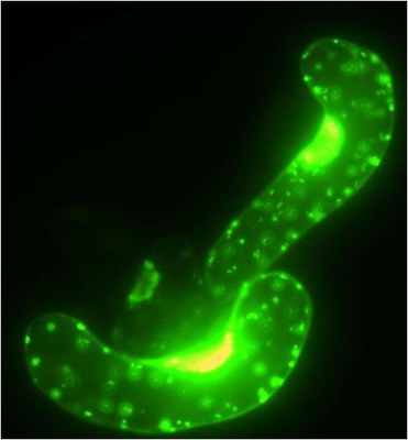 QDs in Medicago cell