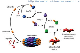 UbqPathway2.jpg