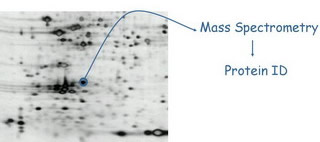 proteomics.jpg