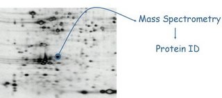 proteomics.jpg