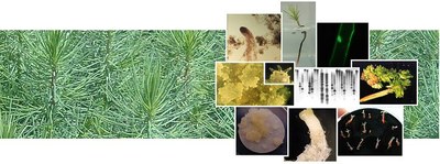 forest-biotechnology.jpg