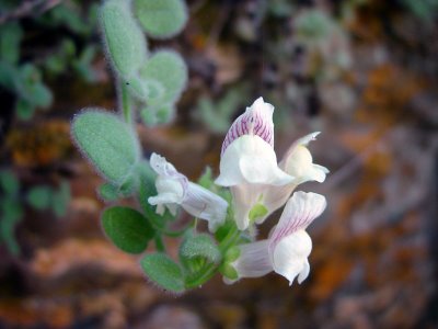 Antirrhinum lopesianum.jpg