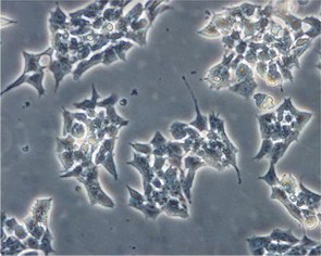 cells.jpg
