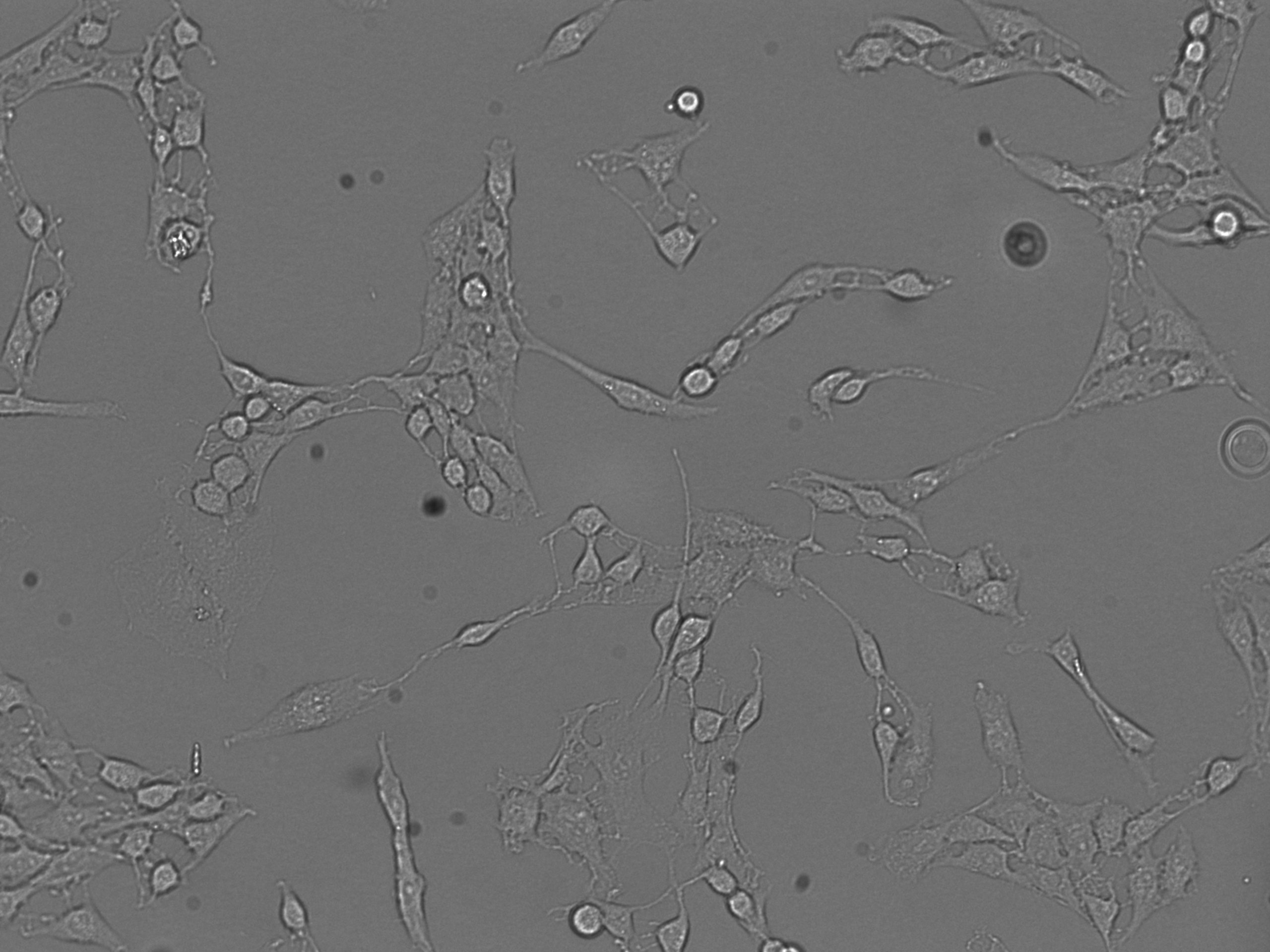 CHME-5 200x 31-11-2013.jpg (green).jpg