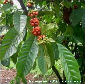 coffea.jpg