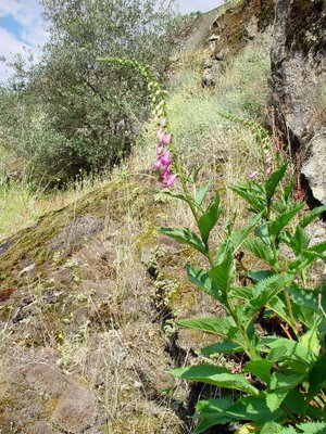 Digitalis amandiana2324.JPG