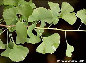 gingko.jpg