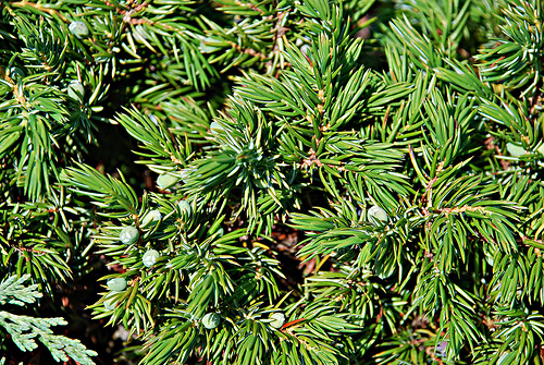 juniperus sp..jpg