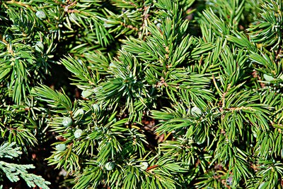 Juniperus sp.