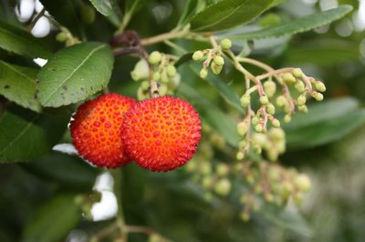 strawberry tree