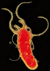 Helicobacterpylori.png