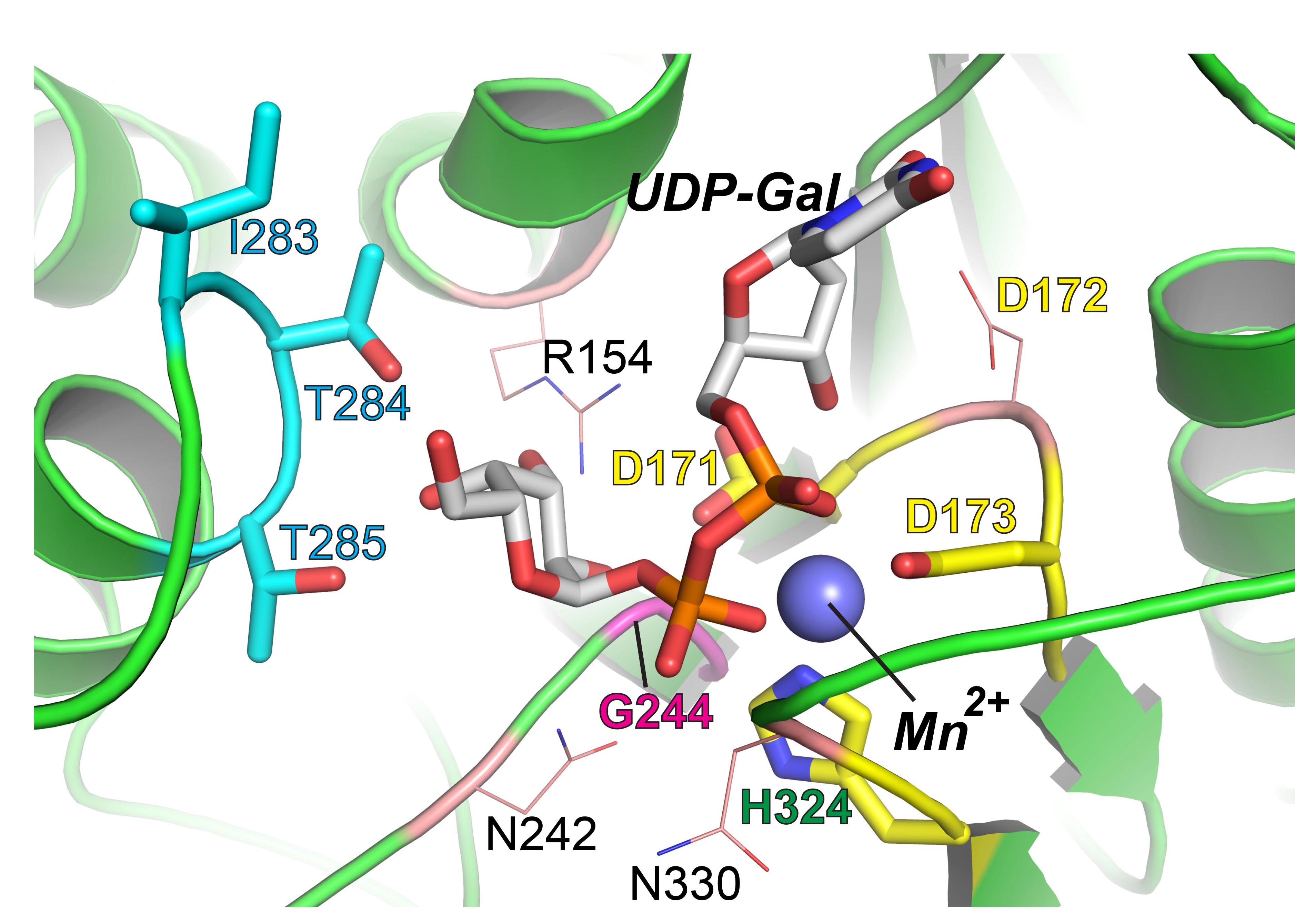 active siteGLT8D1alphafold