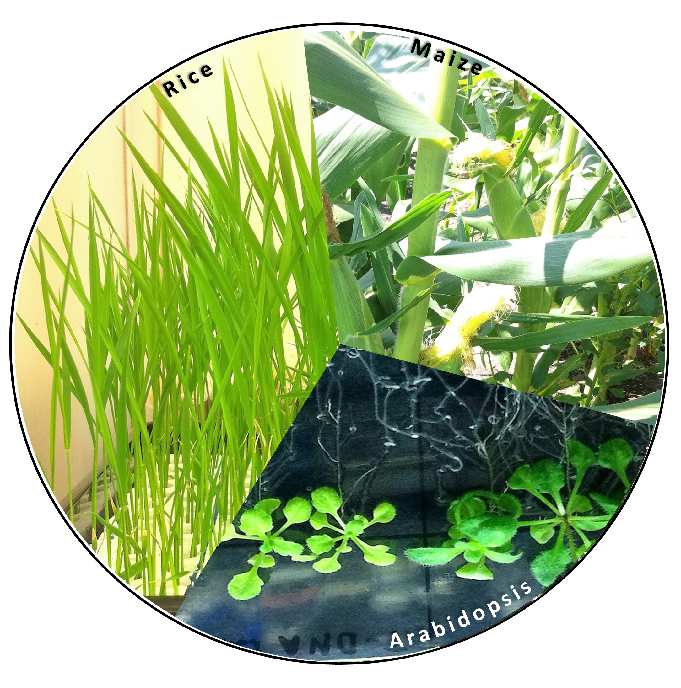 Model plants