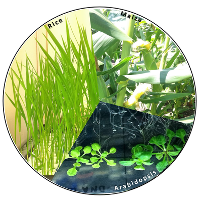 Model plants
