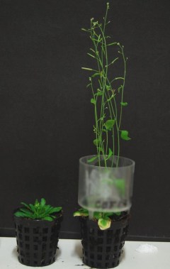 Arabidopsis.jpg