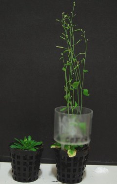 Arabidopsis.jpg