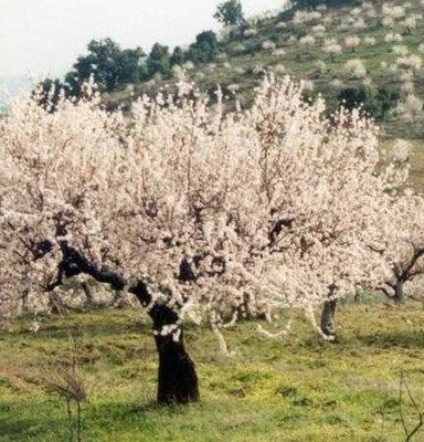 AlmondTree.jpg