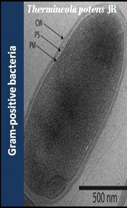gram positive