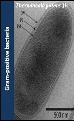 gram positive