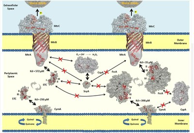 somr1 pathway
